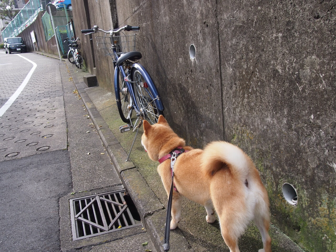 世界杯预选赛国足晋级 球迷欣喜若狂,2022世界杯国足预选赛出线规则