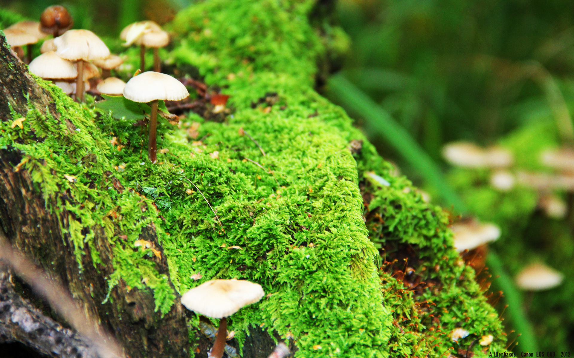 中国三人女篮加快攻守转换 增强实战能力,中国队三人女篮