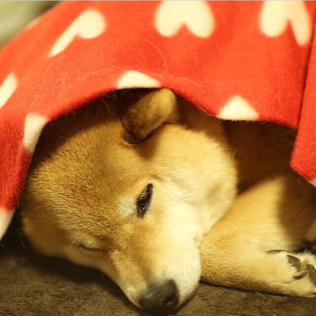 中国三人女篮加快攻守转换 增强实战能力,中国队三人女篮